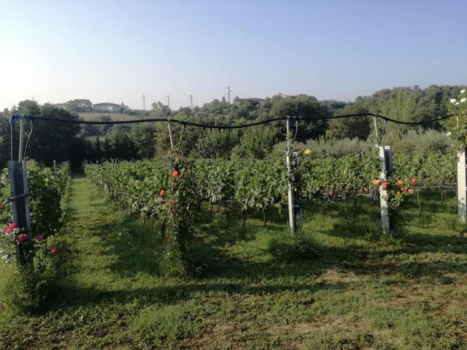 Il Casale Di Lucullo Villa Lucignano Eksteriør billede